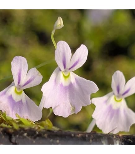 Amazon.co.jp: Cephalotus follicularis Eden Black Cedric