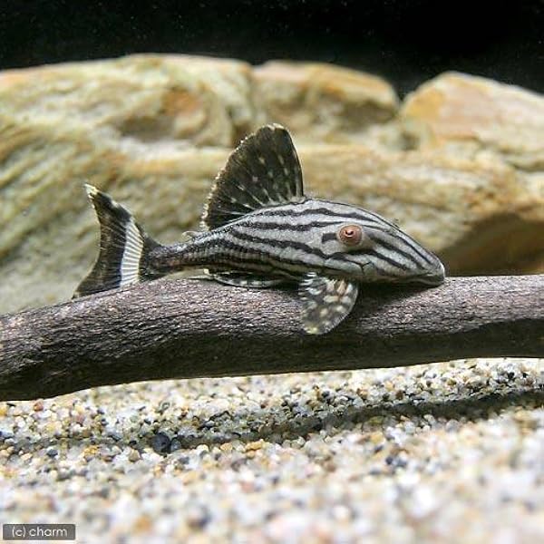 北海道一部発送可能 インペリアルゼブラプレコ 4.0〜センチ