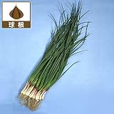 野菜球根パック：あさつき（浅葱）の球根130g入り 2パックセット[家庭菜園で手軽に育てられる] ノーブランド品