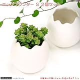 エッグプランター(S) 2個セット