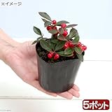 charm(チャーム) (山野草/盆栽) 大実ゴールテリア(大実コウジ チェッカーベリー) 3号(5ポットセット)