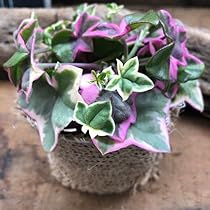 Amazon｜レディーハート 斑入りハートカズラ ハート型 多肉植物｜観葉