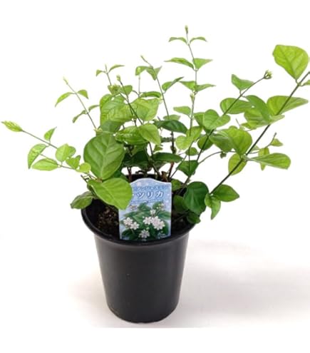 【Lucius】　エジプト香油　アラビアンジャスミン　ホワイトムスク 519m-Zx0AxL._AC_UL495_SR435,