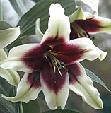 秋植え球根 ゆり 幻のオリエンタルリリー クシマヤ 1球パック