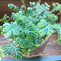 エバーフレッシュ　エバーフレッシュ苗　空気清浄　観葉植物 エバーフレッシュで空気清浄！家庭でも簡単に育てられる観葉植物