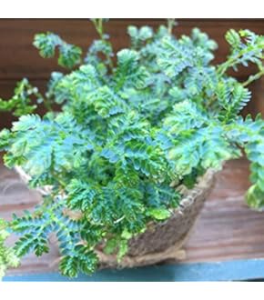 Amazon.co.jp: 幸せのクローバー 四つ葉のクローバー