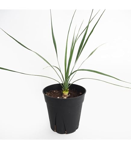 Amazon｜（観葉植物）ユッカ ロストラータ 5号（1鉢）ドライガーデン