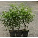 白南天 (シロナンテン) 5号ポット3本セット