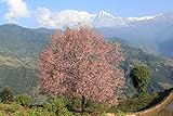 ヒマラヤ桜実生苗