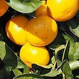 みかん 苗木 【宮川早生 （みやがわわせ）】 3年生 接ぎ木 ポット苗