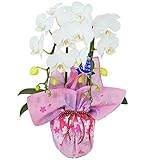 特選 ミディ胡蝶蘭 2本立ち 白色 アマビリス 4号陶器鉢 ブランド風呂敷ラッピング 綿小風呂敷 約50cm さくらの輪 ピンク