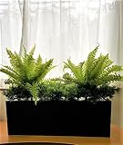 【人工観葉植物】【パーテーション】【触媒加工品】【送料無料】【フェイクグリーン】【インテリアグリーン】【2柄よりお選びください】 (ボストンファン)