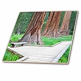 Danita Delimont – 木 – CA、セコイア国立公園、Big Trees Trail、セコイアデンドロン – us05 jwi0141 – Jamie & Judy Wild – タイル