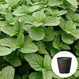 イエルバブエナ ミント 栽培 セット/ハーブ / 軽量 プラスチック 鉢 プランター/ダークブラウン