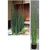 オンリーワン　植栽・個性派植物　オオトクサ　UN3-L4016