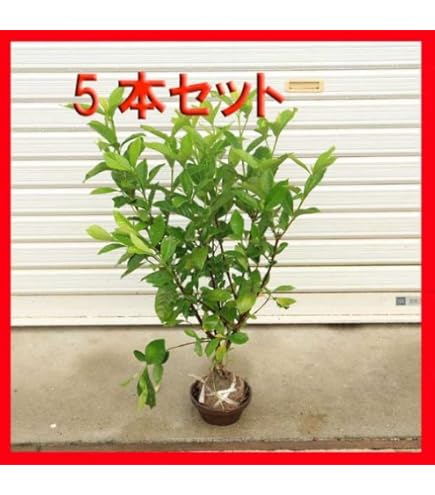 クチナシ　極太① 専用 クチナシ | 商品一覧 | 園芸ネット