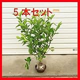庭木：梔子（クチナシ）くちなし　５本セット*　H：30-70ｃｍ