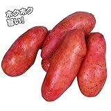 国華園　秋植えじゃがいも種球　タワラヨーデル　1kg【※発送が国華園からの場合のみ正規品です】