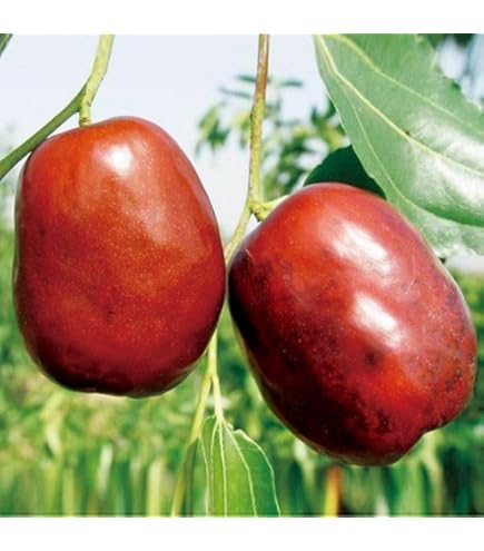 なつめの苗木 赤い果実　1株 ナツメの苗木 赤い果実 1株