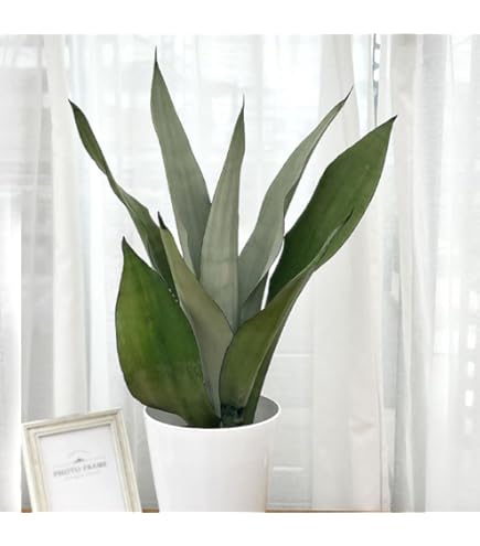 Amazon｜おしゃれ 観葉植物：サンスベリア ムーンシャイン