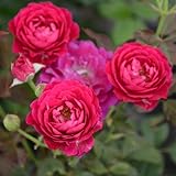 バラ苗 セントオブウーマン 国産大苗6号スリット鉢 フロリバンダ（FL）四季咲き中輪 赤系 イタリア ローズバルニ