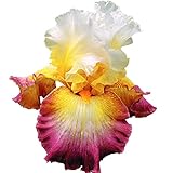 国華園 ジャーマンアイリス スターシップエンタープライズ 1株【※発送が国華園からの場合のみ正規品です】