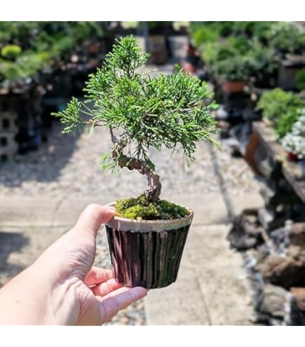 Amazon.co.jp: 糸魚川真柏 文人木 盆栽（捻転板幹）【泰寿園