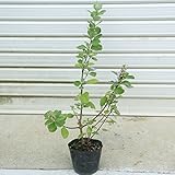 ユーカリにも似た芳香を放ちます。庭木・苗：ハマゴウ（はまごう）