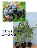コースタル [暖地向けラビットアイ系ブルーベリー苗木] ３年生挿し木苗　 直径13.5cmポット　樹高約0.5ｍ