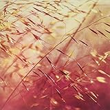 TWO SHADOWS COLLIDE [LP] [Analog]