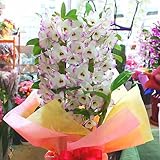 デンドロビューム （デンドロビウム）鉢植え「白ピンクに赤紫リップ」お祝い・誕生日、退職・昇進・昇格などお祝い花