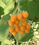 Cyphomandra abutiloides - Dwarf Tamarillo - 50 seeds