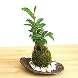 独特の樹形が人気【ガジュマルの苔玉・くらま岩器・敷石セット】 (敷石の色（白石）)