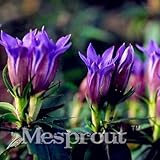 100PCS新しい家の庭の植物茎のないリンドウの花ハーブの種、多年生ハーブ大葉リンドウ種子