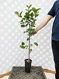 柿 平核無 樹高1.0m程度 2年生苗