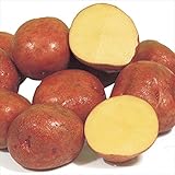 国華園　秋植えじゃがいも アンデス赤 1kg【※発送が国華園からの場合のみ正規品です】