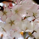 桜 苗木 静匂桜 12cmポット苗 しずかにおいざくら さくら 苗 サクラ