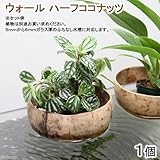 ウォールハーフココナッツ 1個 ハイドロカルチャー 壁掛け バスケット