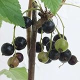 カシス：黒フサスグリ（ブラックカーラント）4～5号ポット ノーブランド品