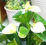 アンスリューム　鉢植え（アンスリウム）　白色（ホワイト）　お祝い・お誕生日プレゼントに 花 ギフト
