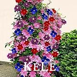 Big Bonsai Clematis Bulbs Wire Lotus Plant Seeds Multicolor Clematis Climbing plants Seeds 50 PCS/Lo