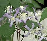 ヘラクレイフォリア系 クレマチス 生育2年生以上株 チャンス 13.5ｃｍロングポット