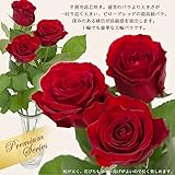 バラの1輪花束　スマートBOX入り 全10種 1本バラ 1本花束 一輪バラ １輪バラ バラ一輪 バラ1輪 化粧箱入り (アマダ＋) バレンタイン