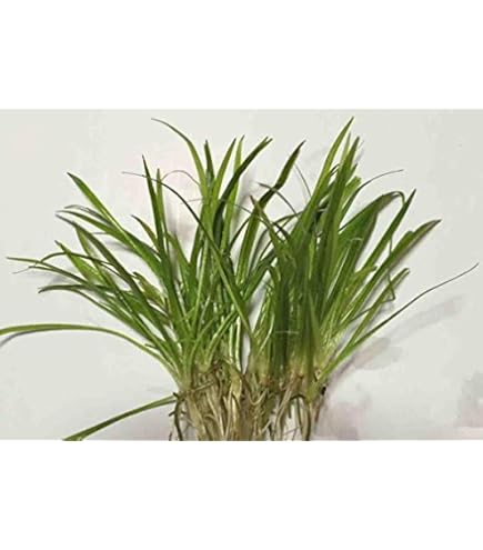 エキノドルス ジャングルスター no.1 水上葉~ 15~20cm前後 3株