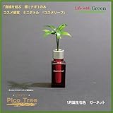 【ミニチュア観葉植物】「ピコツリー　ナギの木」コスメ感覚ミニボトル「コスメリーフ　1月誕生石色　ガーネット」付き　【土なし　清潔　水やり簡単　セラハイト】　　「NHK大河ドラマ　女城主　直虎」で「愛し