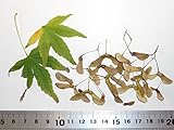 【モミジ・カエデの種】リュウセン＜流泉＞ 種子30粒 Ryusen weeping Japanese maple 30 seeds ～ 国内仕入れ品 ～
