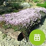 ロンギカウリス タイム 【苗】 ９ ｃｍ ポット ＜当店は 苗 種 鉢 培養土 ニーム の専門店＞