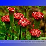 Rare Red Carnation 'Red Up Lamp Bulb' Perennial Flower Seeds, Professional Pack, 30 Seeds / Pack, Bo