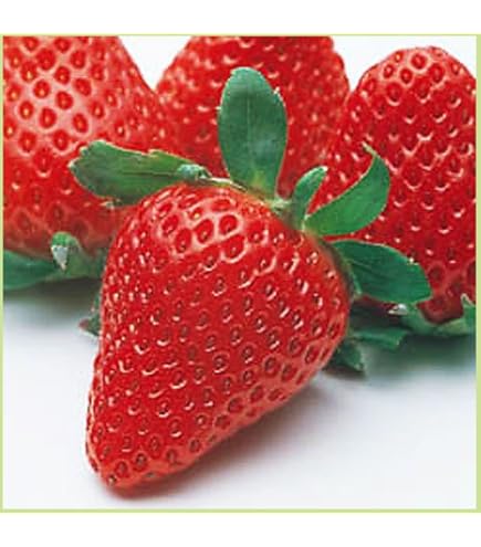 Amazon.co.jp: 苺の苗 紅ほっぺの苗 3苗 イチゴ苗 9cmポット苗