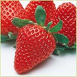 苺（イチゴ）　女峰の苗（3苗セット）